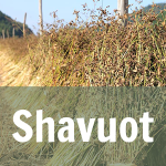 shavout with text